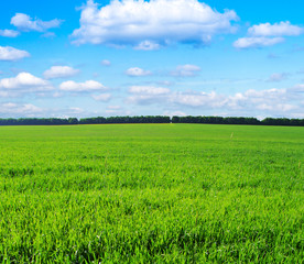 Fototapeta premium green field