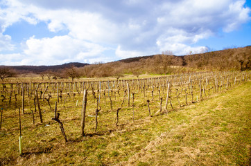 Fototapeta na wymiar spring vineyard