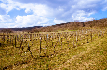 Fototapeta na wymiar vineyard in spring time
