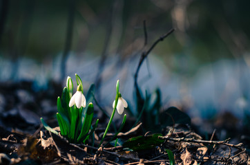 snowdrop