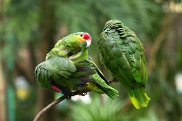Macaws parrots