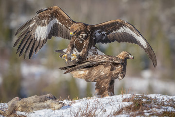 Golden eagle landing
