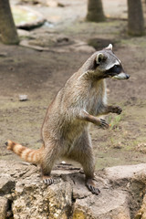 Raccoon