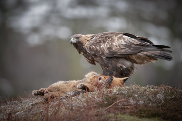 Golden eagle feeding on a red fox