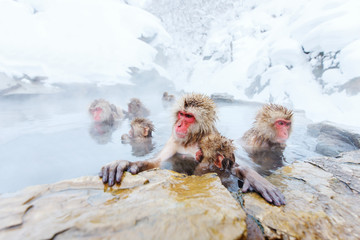 Naklejka premium Snow Monkeys