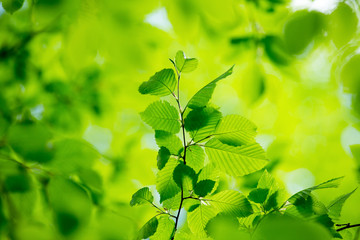 green leaves