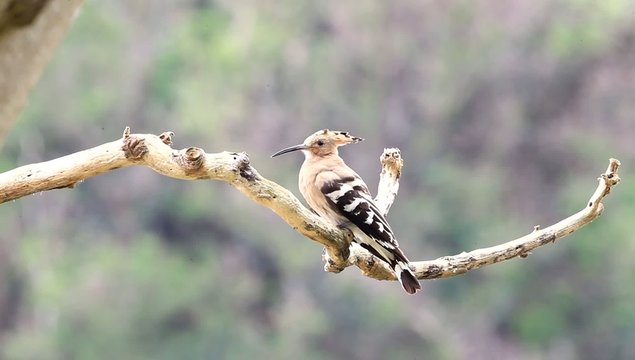 Eurasian Hoopoe (Upupa epops) in Japan
