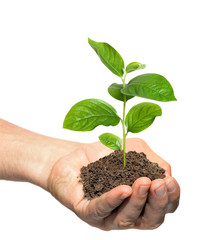 Hand holding cucumber seedling