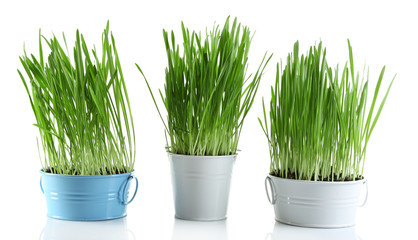 Fresh green grass in small metal buckets, isolated on white © Africa Studio