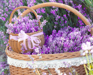 Fototapeta na wymiar Basket with lavender flowers
