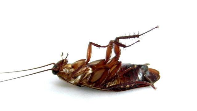Cockroach Sprayed With Venom