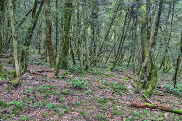 Yew-tree grove, Sochi caucasian biosphere reserve