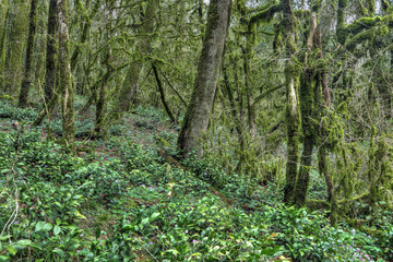 Yew-tree grove, Sochi caucasian biosphere reserve