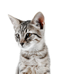 Cute kitten isolated on white