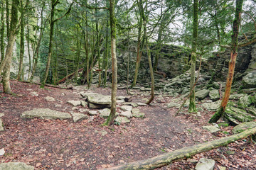 Fototapeta premium Colchis forest, Sochi caucasian biosphere reserve