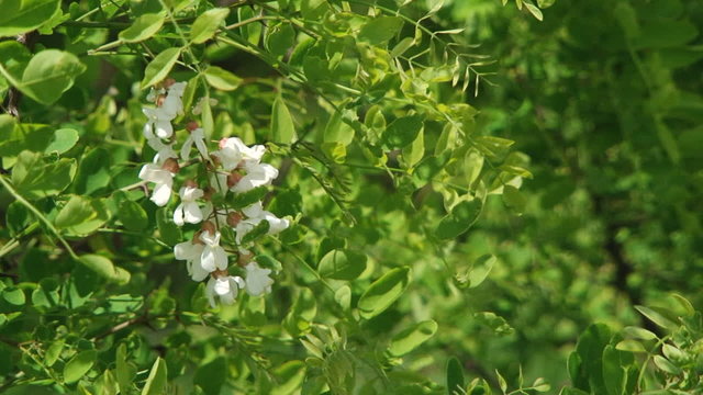 Bloom Of White Acacia