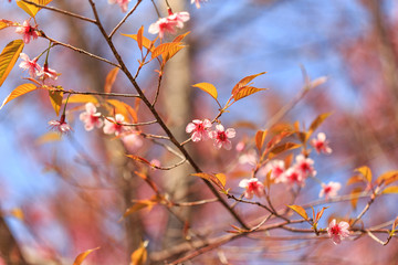 Beautiful pink cherry blossom (Sakura) flower at full bloom