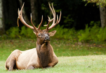 Obraz premium Bull Elk lays resting in the Great Smoky Mountains.