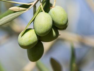 olive tree