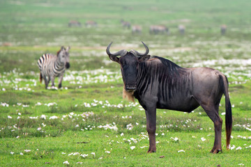 Wildebeest