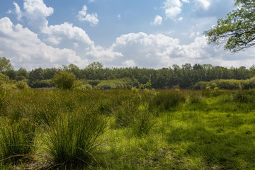 Obraz premium Naturschutzgebiet Witte Venn
