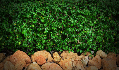 green leaf with stone