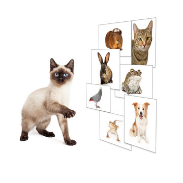 Cat Scrolling Pet Photo Wall