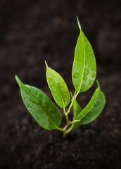 Young seedling sprouting from the earth