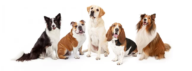Fotobehang Gemeenschappelijke Familie Hondenrassen Groep © adogslifephoto
