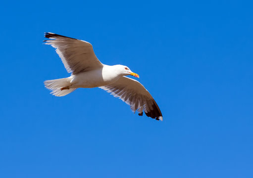 Soaring seagull