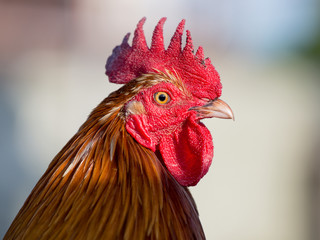 Portrait beautiful rooster close up