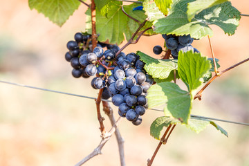 branch young grapes on vine in vineyard