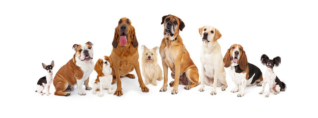 Group of Various Size Dogs - obrazy, fototapety, plakaty