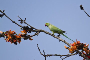 Rose-ringed parakeet. in Bardia, Nepal