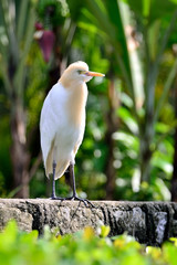 Cattle Egret standing