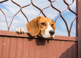 Beagle dog looking through gate