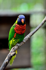 Rainbow Lorikeet standing on the branch