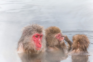 温泉のいたずらこざるとおかあさん達 Hot spring of mischievous young monkeys Japan