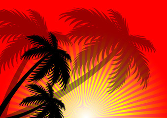 Fototapeta na wymiar sunset summer and coconut tree background