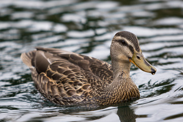 Swimming Duck