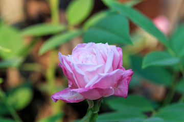 Beautiful pink rose in a garden with green background