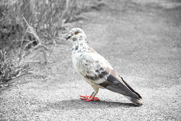 pigeon