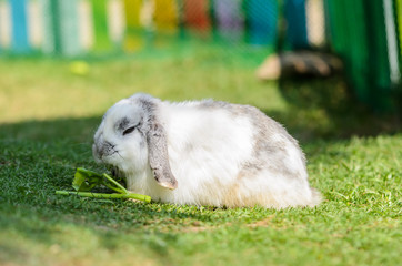 Cute holland lop rabbit