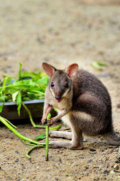Baby kangaroo eating and looking at camera