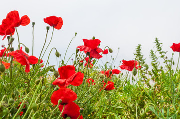 Field with a beautiful red poppy flowers
