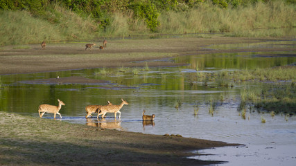 Spotted deer and rhesus macaque crossing river in Bardia, Nepal