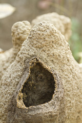 Termites building mound in Bardia, Nepal
