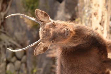 牡鹿の顔