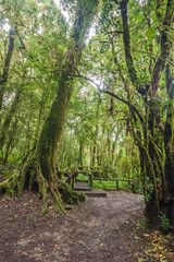 Big tree in rian forrest.