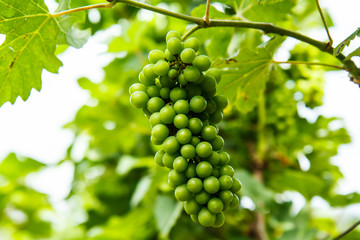 Grapes on the tree in the garden